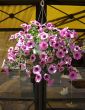  Ampele petunia in a hanging container