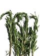 Rosemary, Rosmarinus officinalis