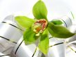  Blooming orchid 