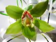  Blooming orchid 