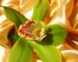  Blooming Orchid