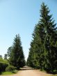  Spruce Alley in Oranienbaum