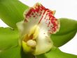  Blooming Orchid