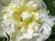  White peony, Paeonia