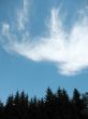  Light clouds above the spruce forest. Backlight