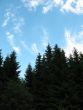  Light clouds above the spruce forest. Backlight