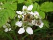  Flowers Blackberry, Rubus