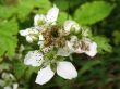  Flowers Blackberry, Rubus