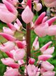  Lupinus