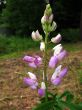  Lupinus