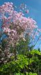  Meadow-rue, Thalictrum aquilegifolium