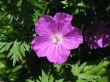  Geranium, Geranium family