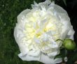  Paeonia