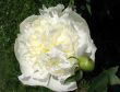  Paeonia