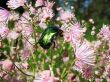  Cetonia aurata, scarab family,