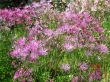  Meadow-rue, Thalictrum aquilegifolium