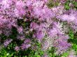  Meadow-rue, Thalictrum aquilegifolium
