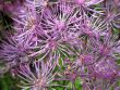  Meadow-rue, Thalictrum aquilegifolium