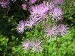 Meadow-rue, Thalictrum aquilegifolium