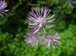 Meadow-rue, Thalictrum aquilegifolium