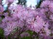 Meadow-rue, Thalictrum aquilegifolium