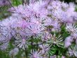 Thalictrum aquilegifolium