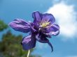 Aquilegia or columbine