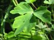 Sheet aquilegia or watershed, Aquilegia