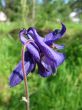 Aquilegia or columbine