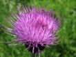 Field Thistle, Cirsium arvense