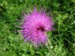 Field Thistle, Cirsium arvense