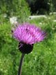 Field Thistle,Cirsium arvense