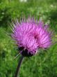 Field Thistle, Cirsium arvense