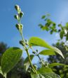 Young shoots with flower buds Philadelphos