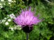 Field Thistle, Cirsium arvense