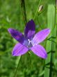  Campanula