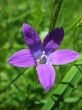 Campanula