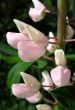 Lupinus