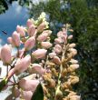 Lupinus