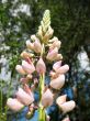  Lupinus