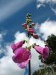  Digitalis purpurea
