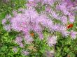  Meadow-rue