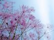 Thalictrum aquilegifolium 