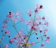 Thalictrum aquilegifolium