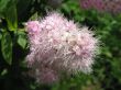 Spiraea japonica