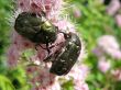 May beetles