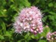 Spiraea japonica