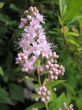 Spiraea japonica