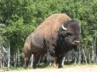 buffalo