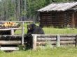 black bear